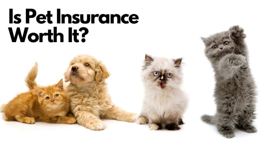 Pet Insurance That Covers Breeding