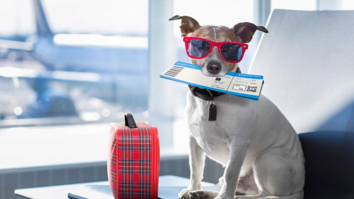Domestic Travel Insurance For Pets