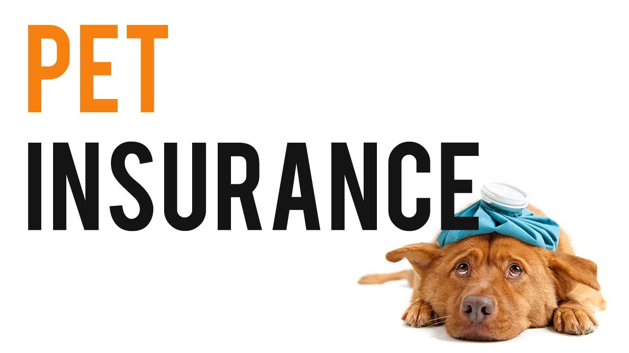 Pet Insurance That Covers Breeding